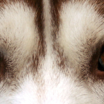 Husky Siberiano — entrenarizycola.cl