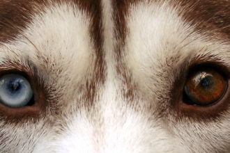 Husky Siberiano — entrenarizycola.cl