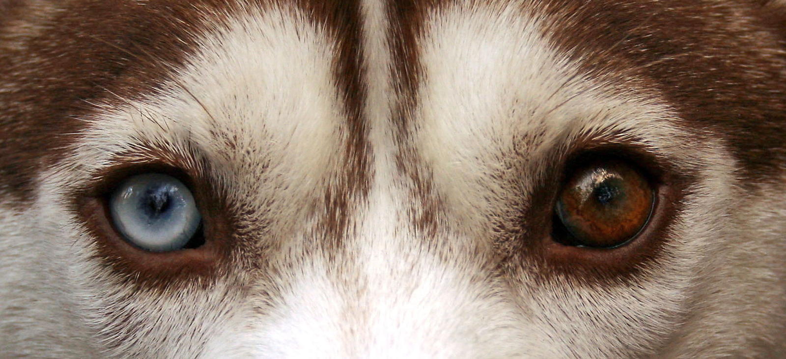 Husky Siberiano — entrenarizycola.cl