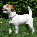 Jack Russell — entrenarizycola.cl