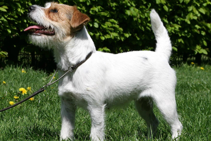Jack Russell — entrenarizycola.cl