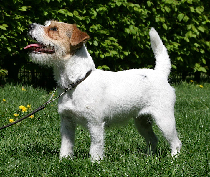 Jack Russell — entrenarizycola.cl