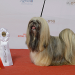 Lhasa Apso — entrenarizycola.cl