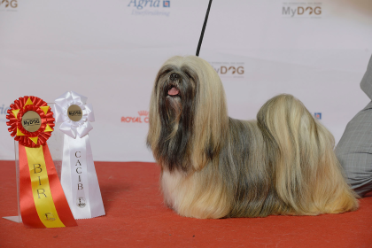 Lhasa Apso — entrenarizycola.cl