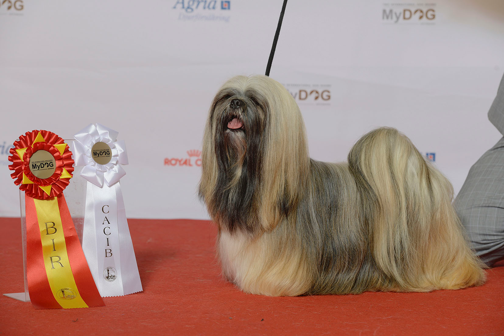 Lhasa Apso — entrenarizycola.cl