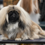 Pekines — entrenarizycola.cl