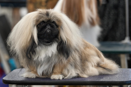 Pekines — entrenarizycola.cl