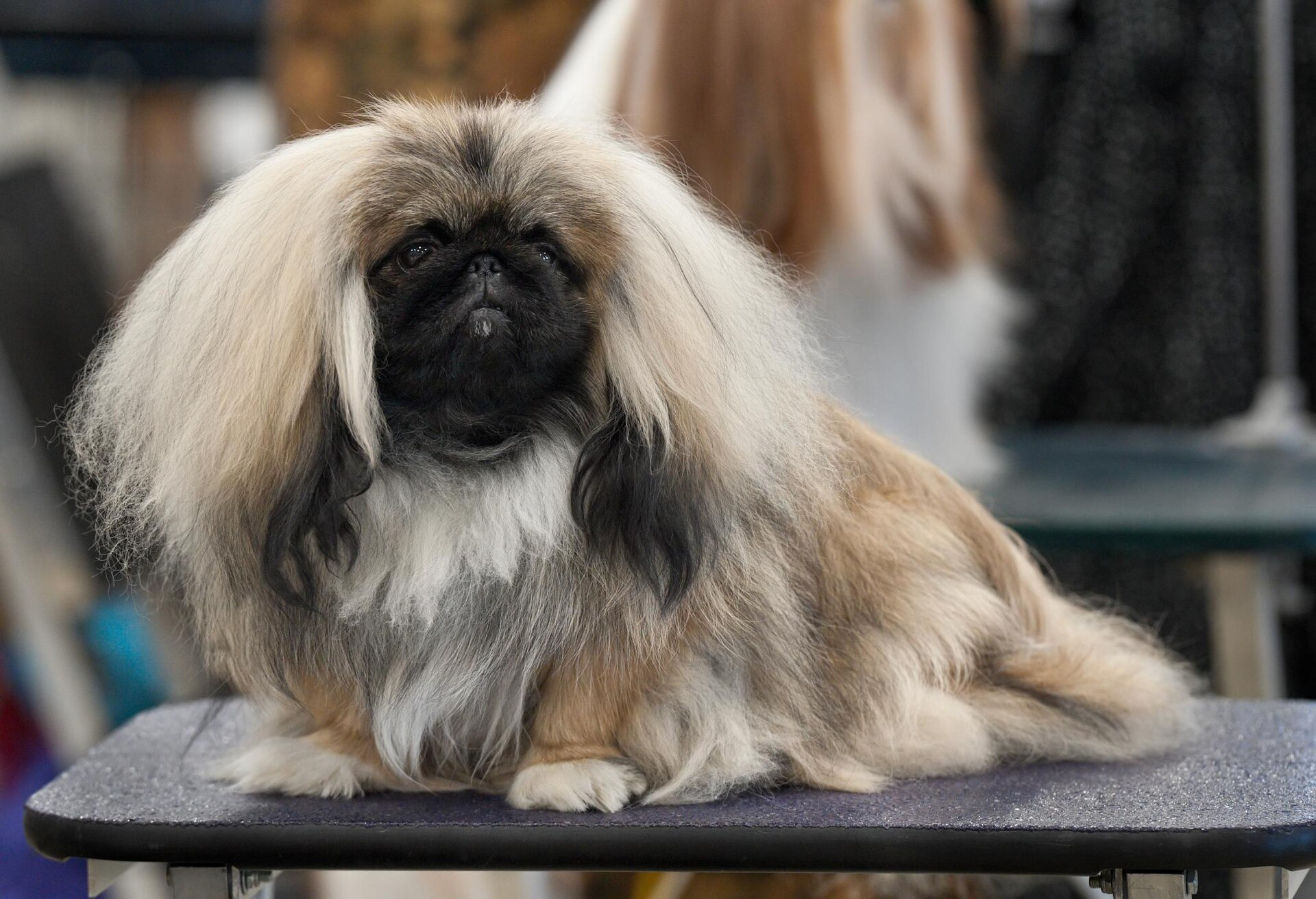 Pekines — entrenarizycola.cl