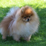 Pomerania — entrenarizycola.cl