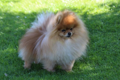 Pomerania — entrenarizycola.cl
