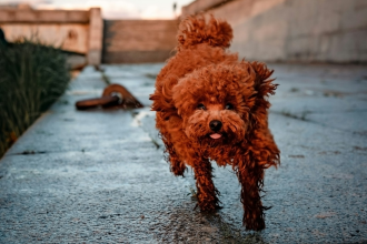 Poodle Toy color rojo caminando - cortes de pelo y peluquerias caninas Chile