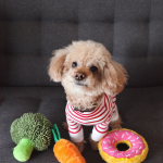 Cachorro Poodle Toy color marron en sofa - cuidados y rutina Chile