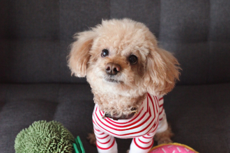 Cachorro Poodle Toy color marron en sofa - cuidados y rutina Chile