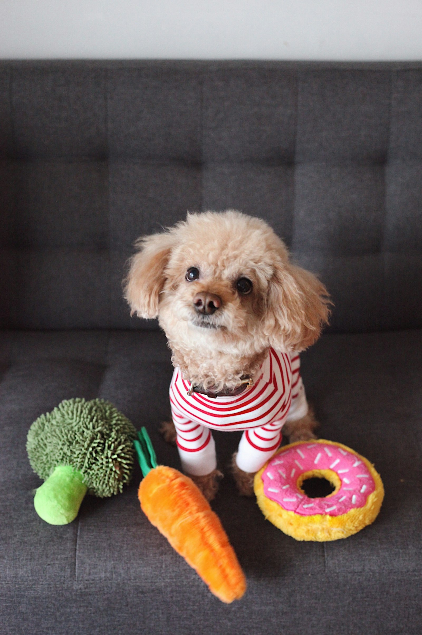 Cachorro Poodle Toy color marron en sofa - cuidados y rutina Chile