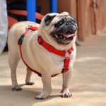 Pug — entrenarizycola.cl
