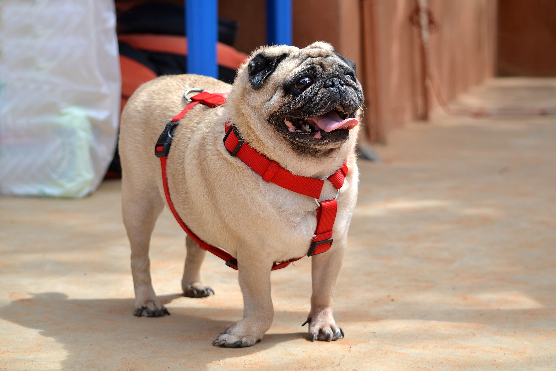 Pug — entrenarizycola.cl