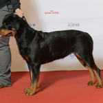 Rottweiler — entrenarizycola.cl