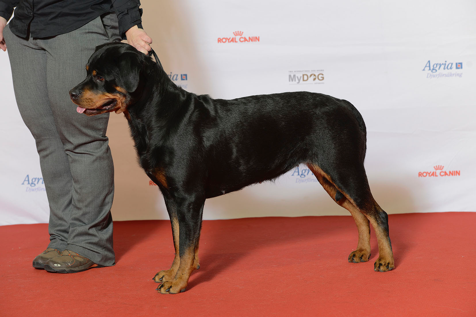 Rottweiler — entrenarizycola.cl