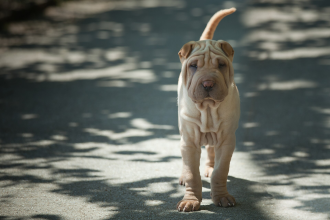 Shar Pei — entrenarizycola.cl