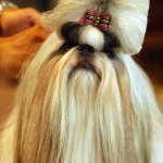 Shih Tzu — entrenarizycola.cl