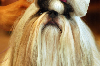 Shih Tzu — entrenarizycola.cl