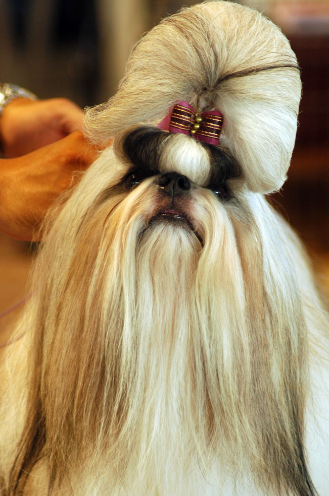 Shih Tzu — entrenarizycola.cl