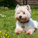 Westie — entrenarizycola.cl