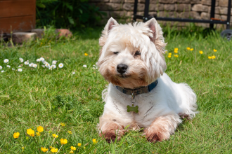 Westie — entrenarizycola.cl