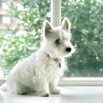 West Highland White Terrier (Westie) sentado - dieta hipoalergenica Chile