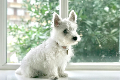 West Highland White Terrier (Westie) sentado - dieta hipoalergenica Chile