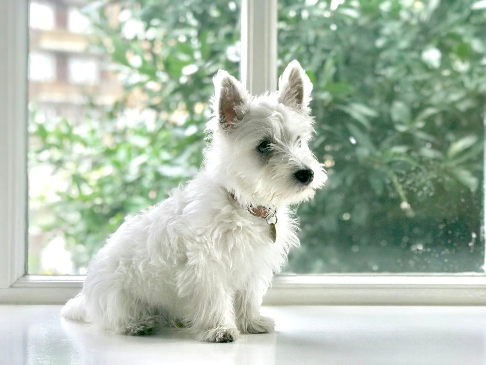 West Highland White Terrier (Westie) sentado - dieta hipoalergenica Chile