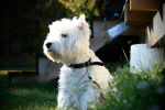 West Highland White Terrier en pasto - dermatitis y cuidado de piel Chile
