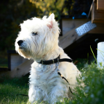 West Highland White Terrier en pasto - dermatitis y cuidado de piel Chile
