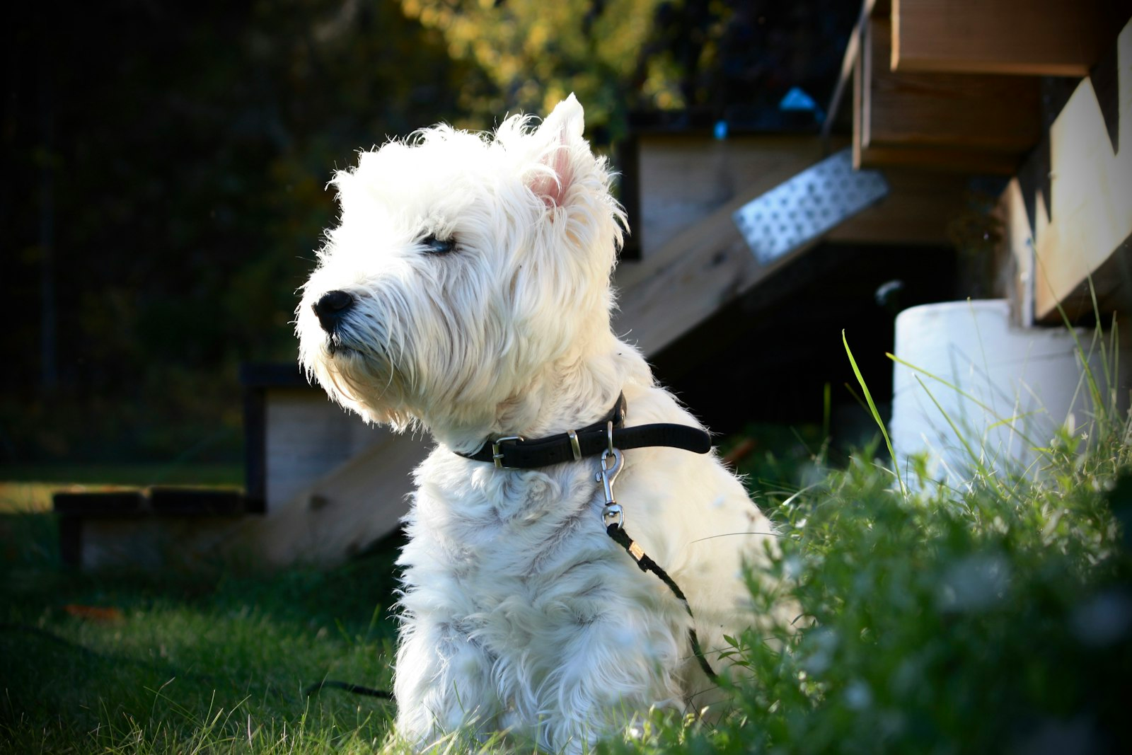 West Highland White Terrier en pasto - dermatitis y cuidado de piel Chile