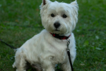 West Highland White Terrier sentado en pasto - cuidados de invierno y humedad en Chile