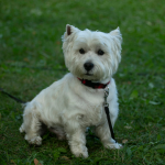 West Highland White Terrier sentado en pasto - cuidados de invierno y humedad en Chile