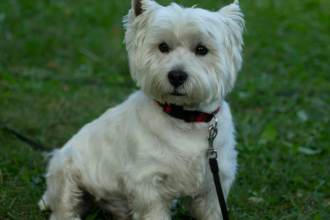 West Highland White Terrier sentado en pasto - cuidados de invierno y humedad en Chile