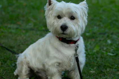 West Highland White Terrier sentado en pasto - cuidados de invierno y humedad en Chile