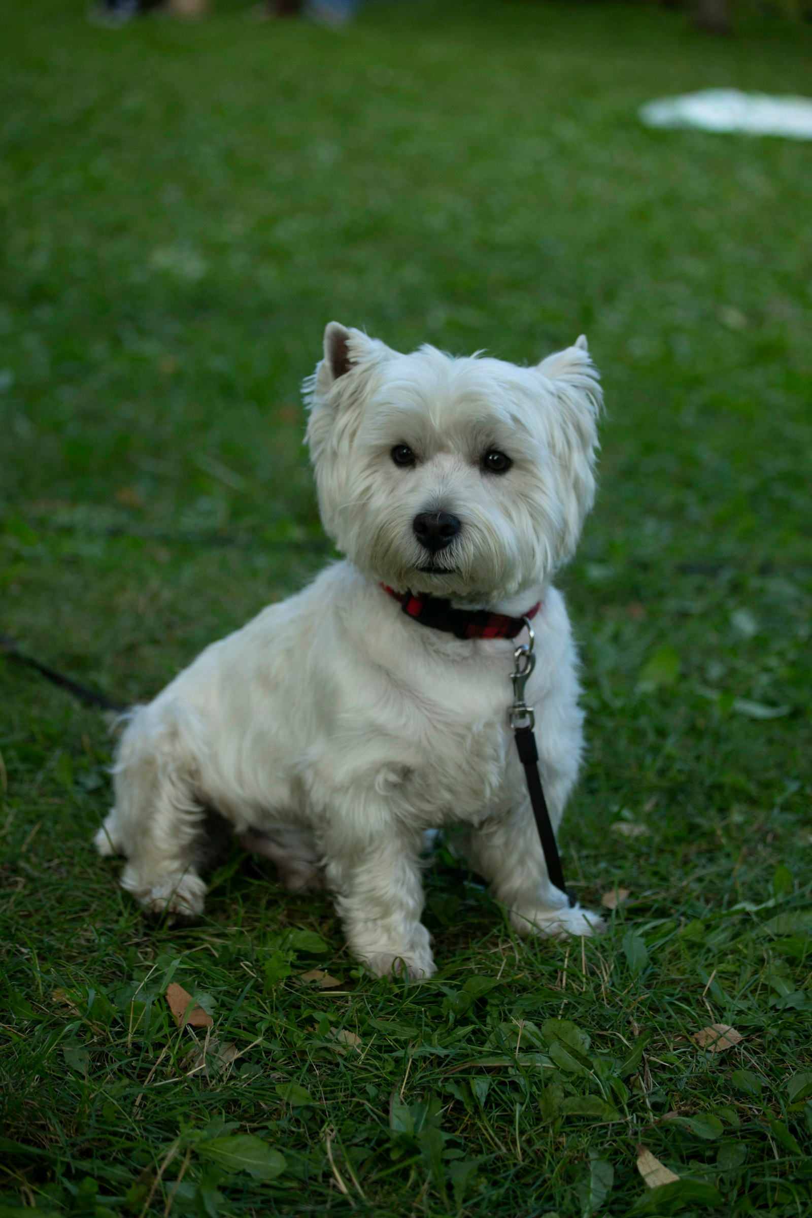 West Highland White Terrier sentado en pasto - cuidados de invierno y humedad en Chile