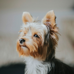 Cachorro Yorkshire Terrier - precio y crianza en Chile