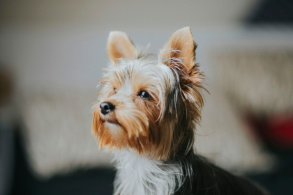 Cachorro Yorkshire Terrier - precio y crianza en Chile