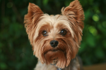Yorkshire Terrier adulto color canela - caracter y vida en departamento Chile
