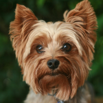 Yorkshire Terrier adulto color canela - caracter y vida en departamento Chile