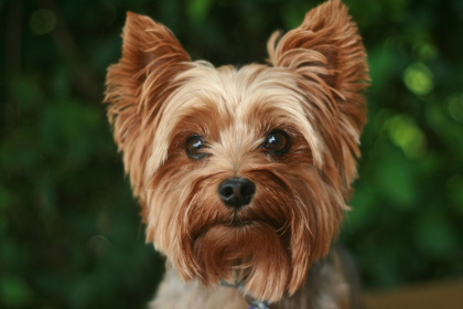 Yorkshire Terrier adulto color canela - caracter y vida en departamento Chile
