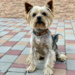 Yorkshire Terrier adulto negro y canela - diferencias entre mini y toy Chile
