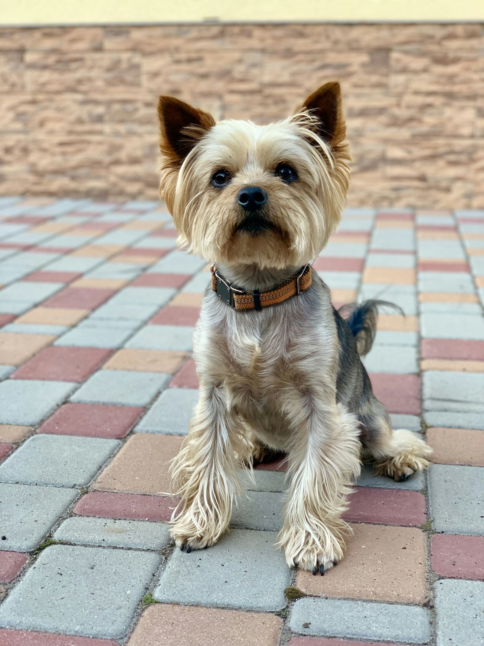 Yorkshire Terrier adulto negro y canela - diferencias entre mini y toy Chile