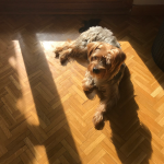 Yorkshire Terrier — entrenarizycola.cl