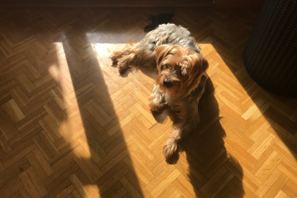 Yorkshire Terrier — entrenarizycola.cl