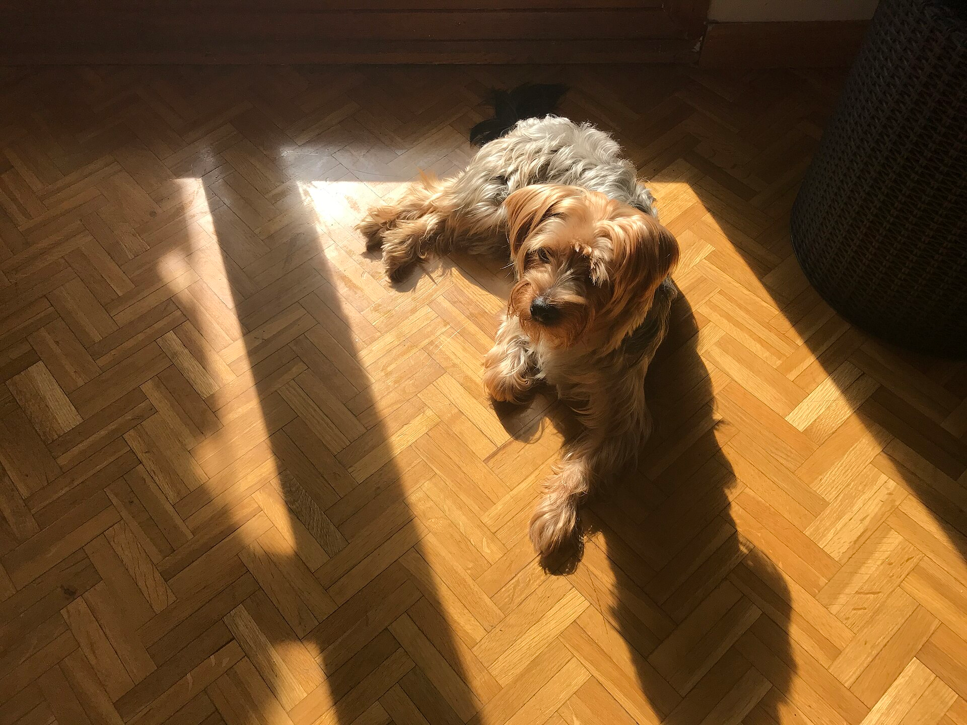 Yorkshire Terrier — entrenarizycola.cl