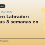 Cachorro Labrador: primeras 8 semanas en casa